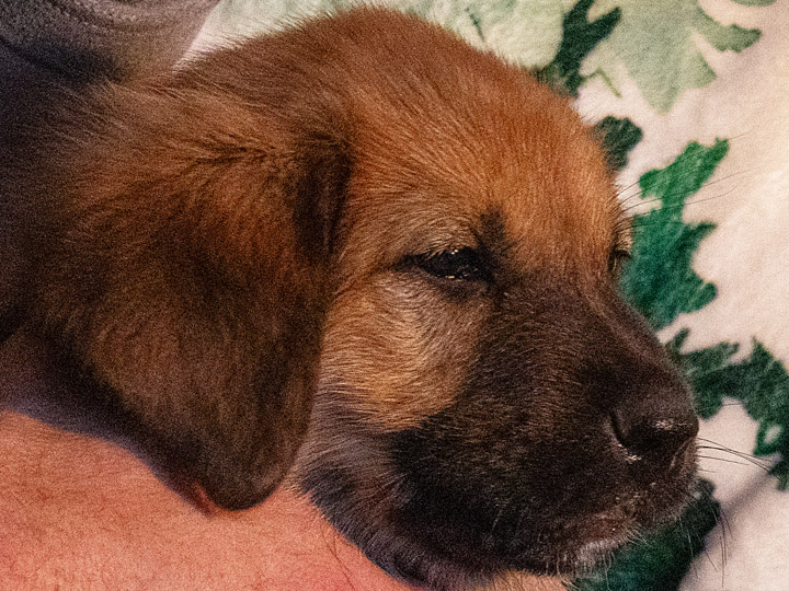 chinook puppy
